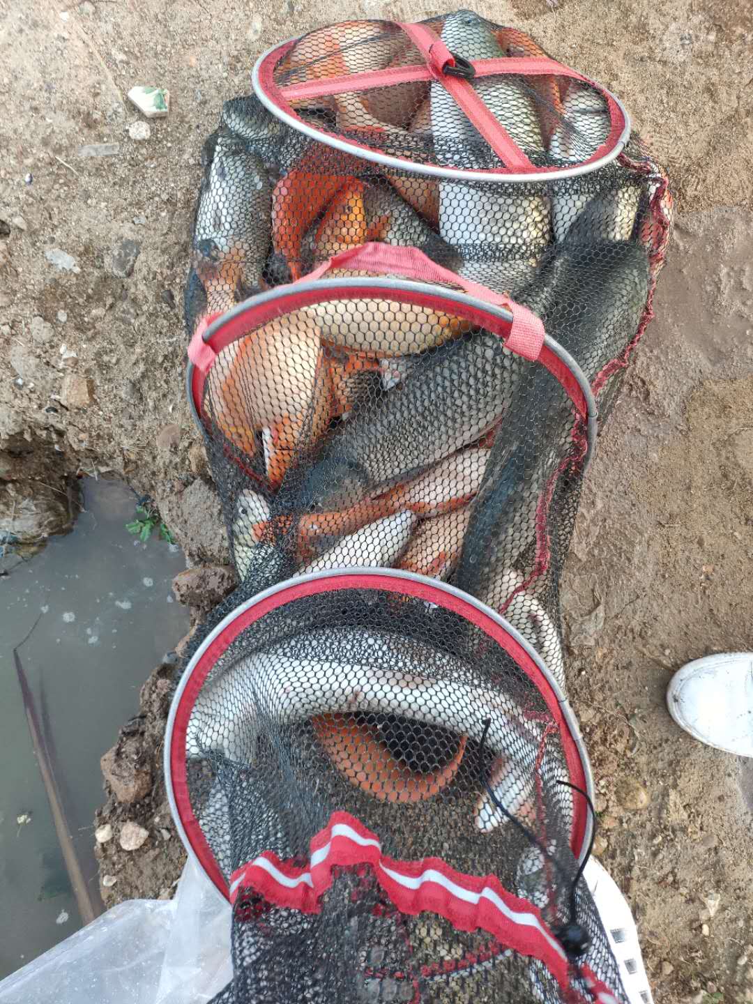 天气很好鱼不开口什么原因,明明天气不好怎么办