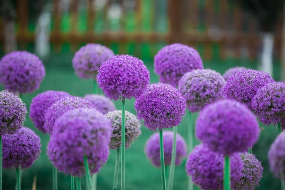 五一不能错过的花海,五一不能错过的美丽花海