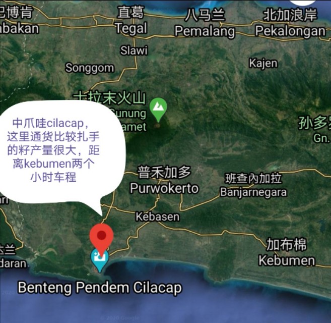 印尼金刚菩提是落地红吗,金刚菩提印尼跟尼泊尔