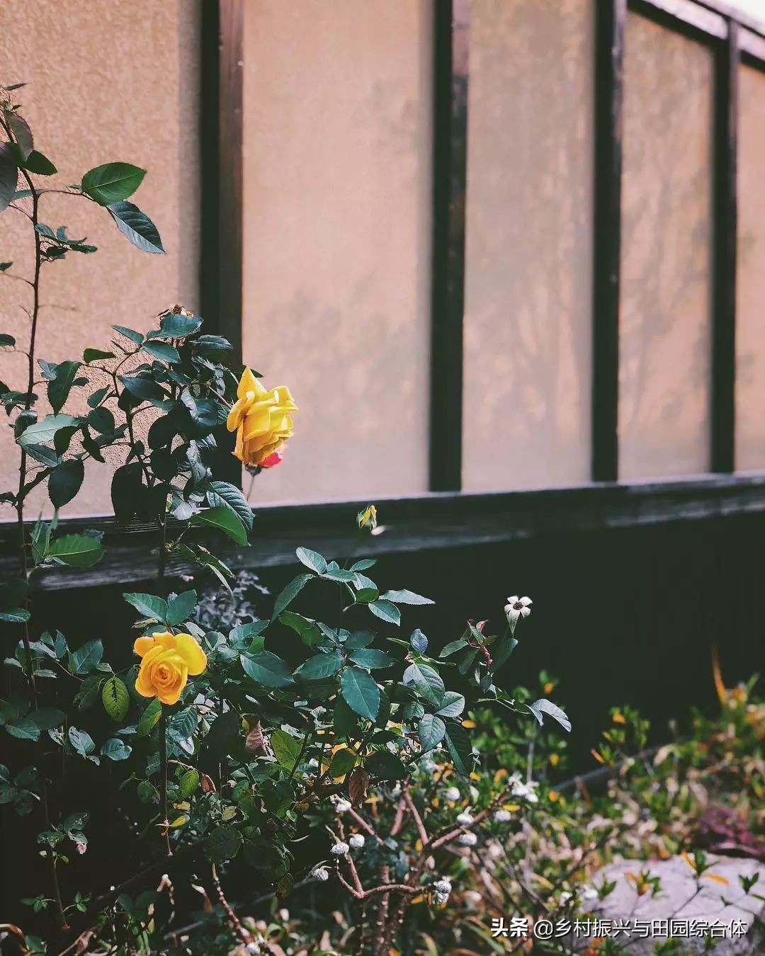 古朴悠然的禅意小镇,半农学院