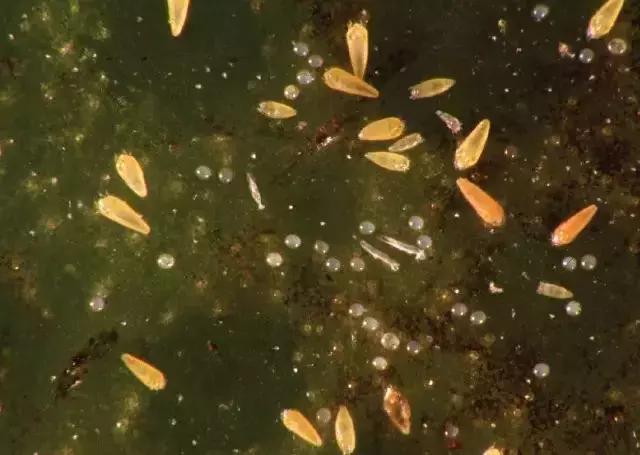 柑橘锈壁虱防治最新农药有哪些,柑橘锈壁虱防治最佳时段是哪个月