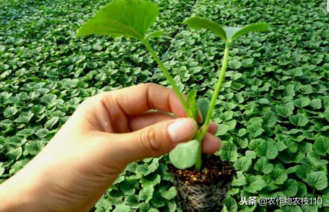 2021年温室大棚甜瓜种植技术,最好的大棚甜瓜种植方法