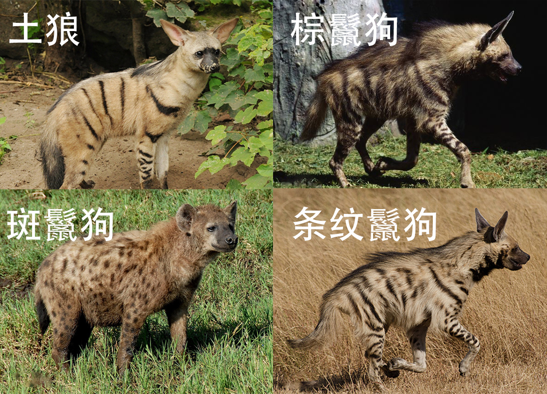 非洲草原上的梦魇——斑鬣狗