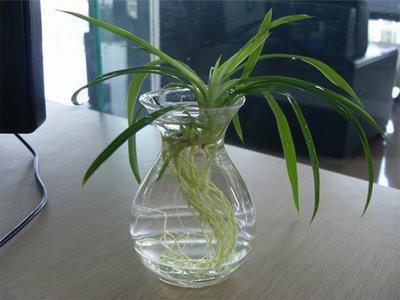 吊兰土培改水培后烂,吊兰土养能不能直接浇水