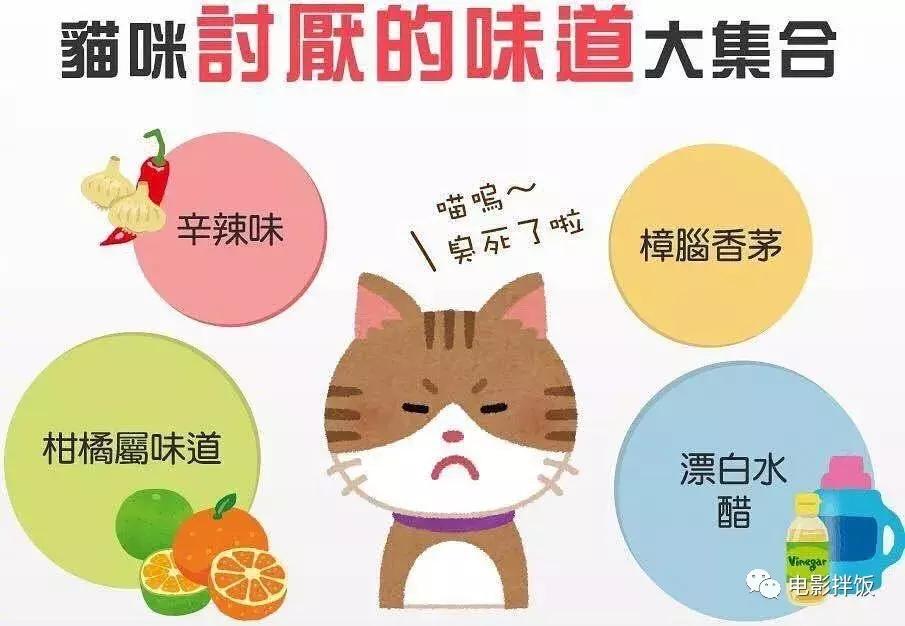 新手养猫第一天猫咪害怕怎么办,新手铲屎官养猫知识