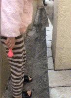 狗到底有多聪明,狗到底有多可爱