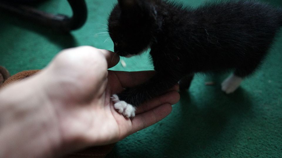 中华田园猫古代名称图鉴,古代人怎么挑选猫