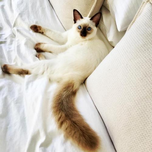 猫咪不能勤洗澡怎么清洁,猫咪不怕洗澡可以经常洗吗