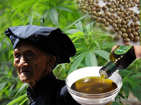 火麻仁的正确采制方法,火麻怎么种植家庭盆栽