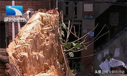 一场狂风骤雨,百年老树倒塌房屋被砸烂,我的房子该咋办?