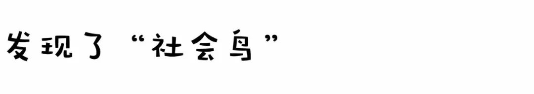 什么鸟代表了美好的象征,什么鸟有好处