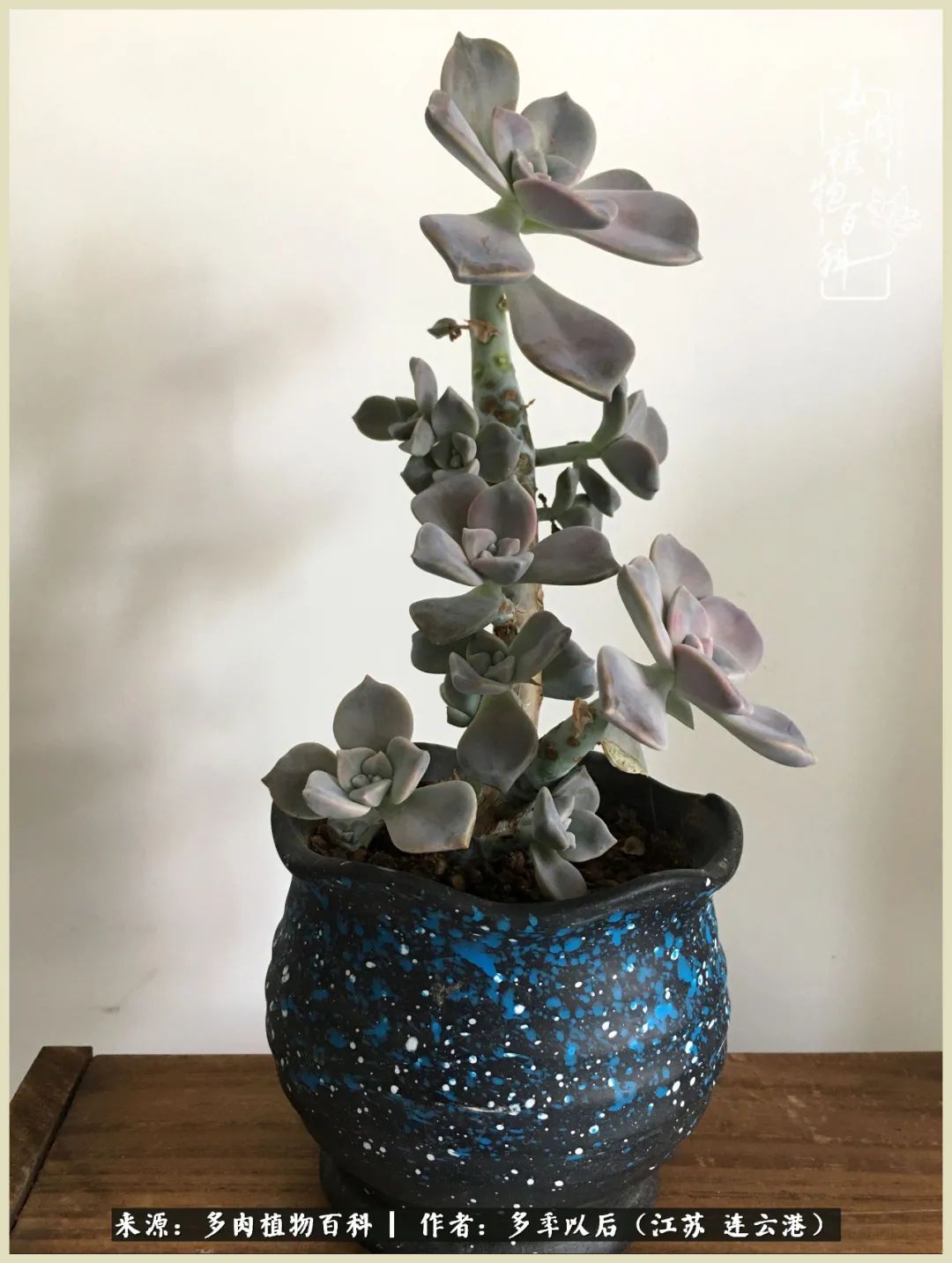 多去花前谈以后，少来月下忆当年