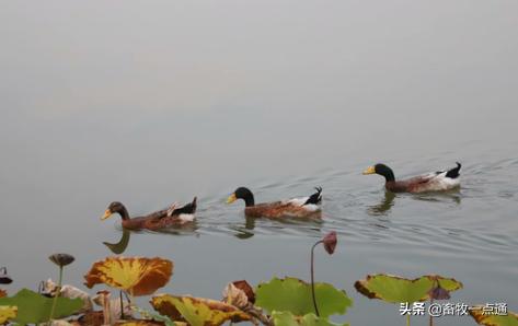 鸭受精率低是什么原因,怎样给种鸡母鸭输精是正确的