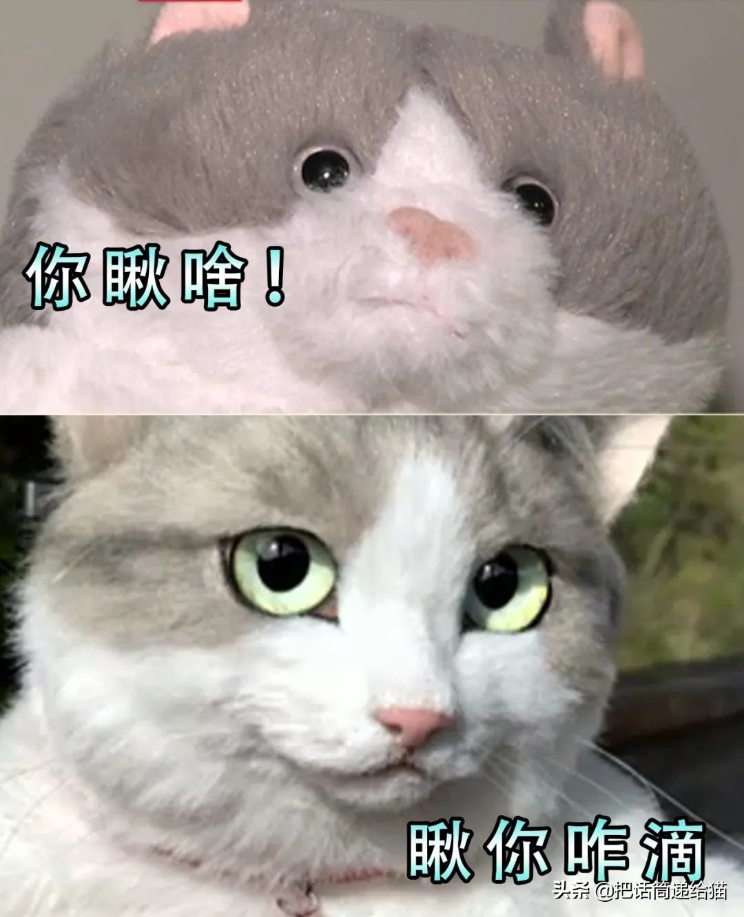 日本网红猫包,日本网红猫咪包