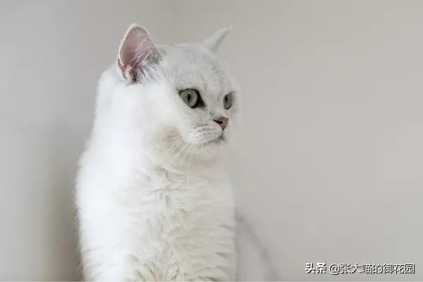 猫咪有很多口臭是什么原因,猫咪口臭是什么原因导致的