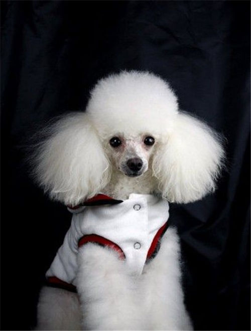 成年贵宾犬标准体重,贵宾犬一般最重是多少斤