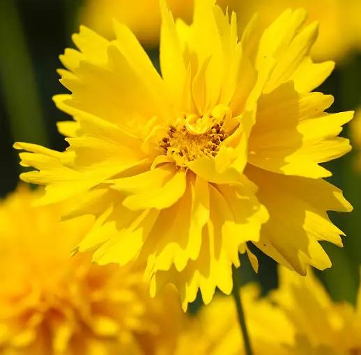 花语大全：各种鲜花的花语，不同颜色寓意也不一样啊