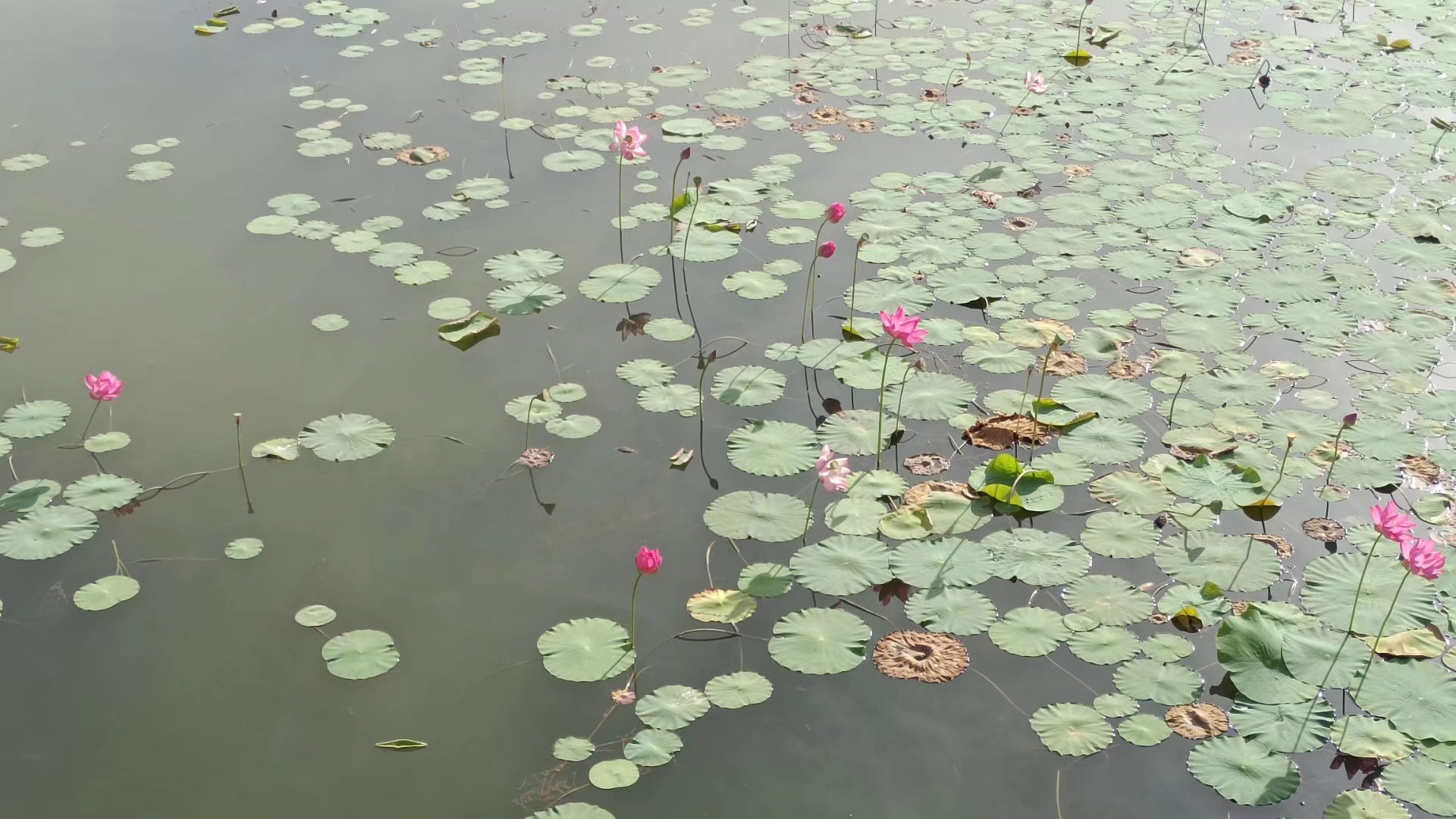 出淤泥而不染濯清涟而不妖歌曲,出淤泥而不染濯清涟而不妖意思