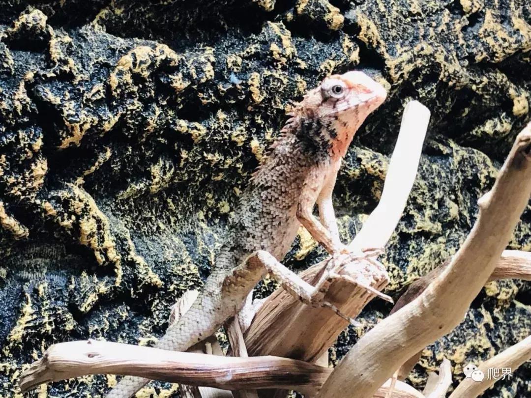 湛江爬宠店,深圳爬宠店在哪里