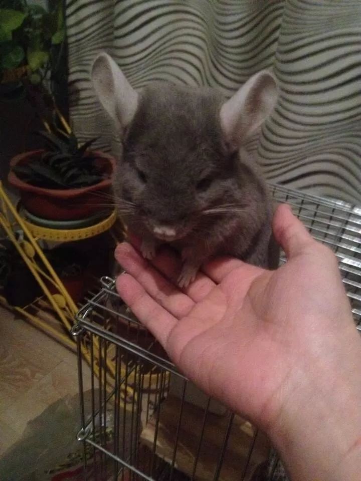 一只鸭子一万五元,一只鸭子一万多