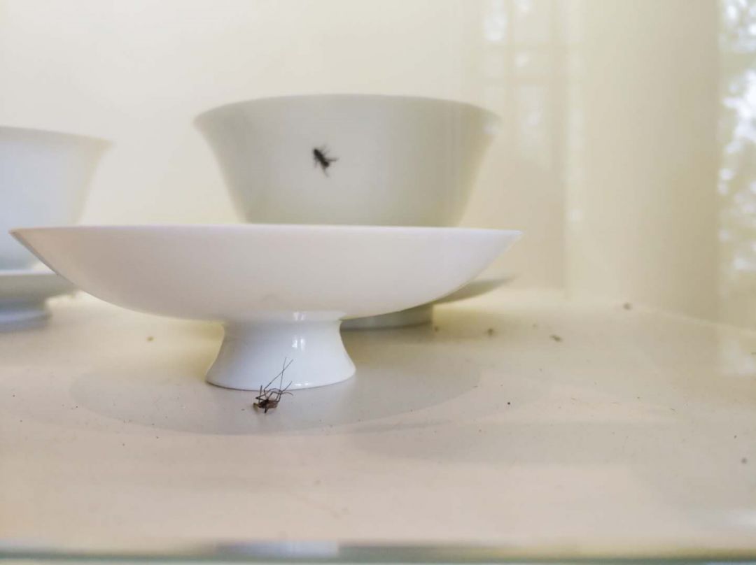 五一南京旅行全攻略,南京到处都是小虫子