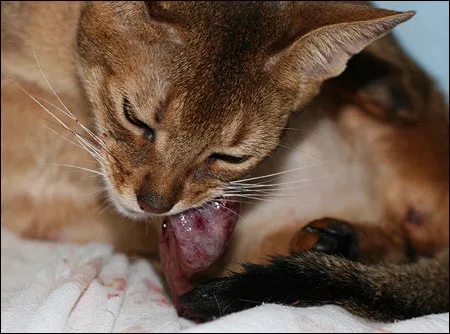 记录猫咪生产全过程,猫咪生产时的全过程