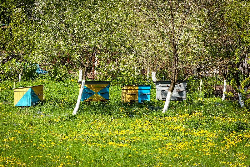 蜜蜂养殖如何防范黄蜂袭击,蜜蜂养殖如何防盗