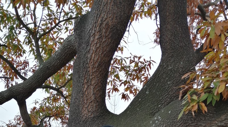 安徽定远藕塘豆腐乳,安徽滁州豆腐乳咋做