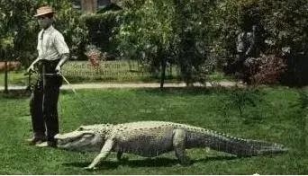 拜登白宫狗,拜登和狗狗