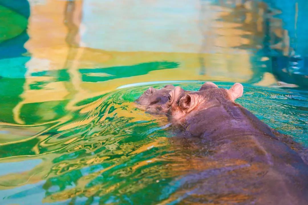 厦门马戏城灵玲酒店,厦门灵玲马戏酒店套票