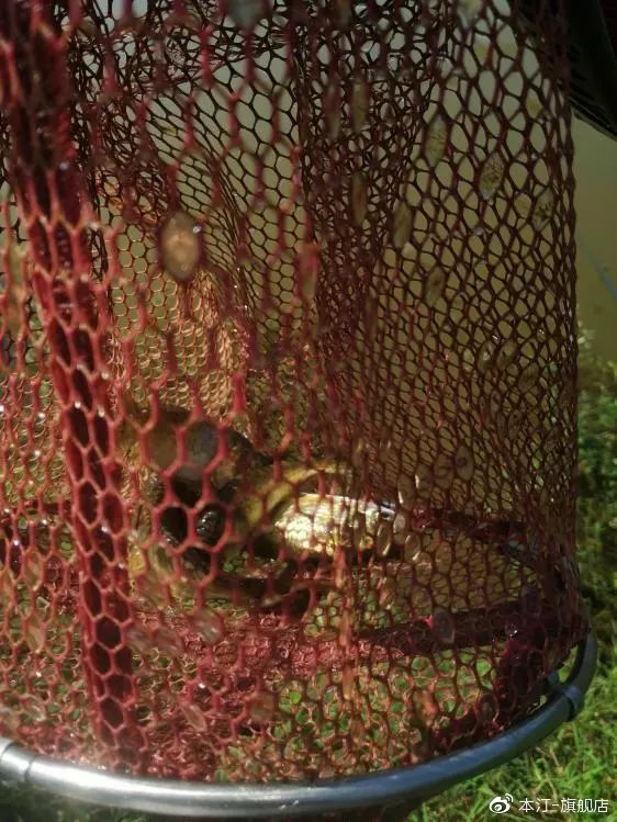 钓鱼真不容易吗,钓鱼实在不容易