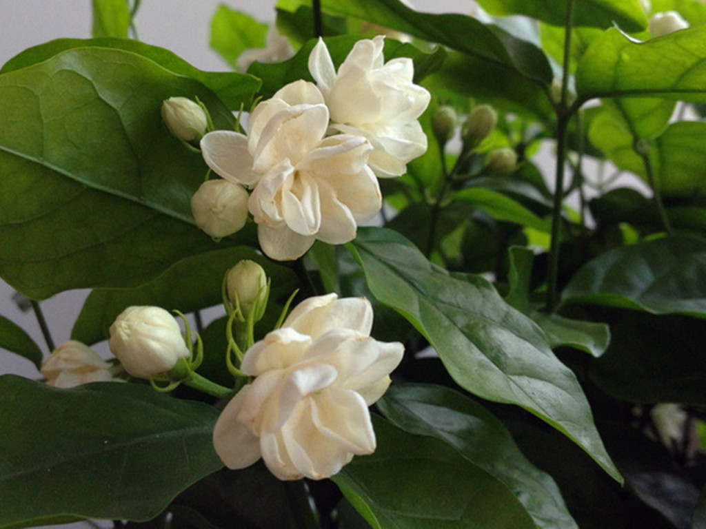 茉莉花买哪种比较好,哪种茉莉花最值得养