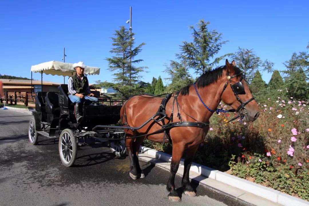 童话小镇在哪里,山东梦幻童话小镇在哪里