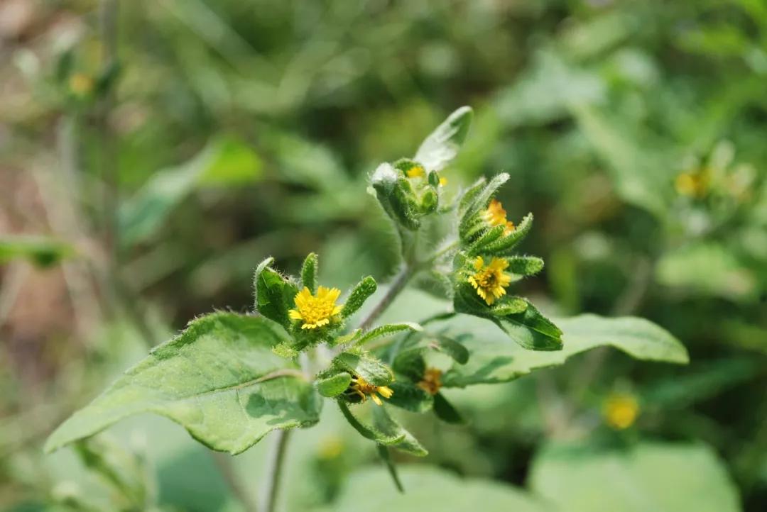 冬天常见中药植物图片及功效,花期长的草本植物图片