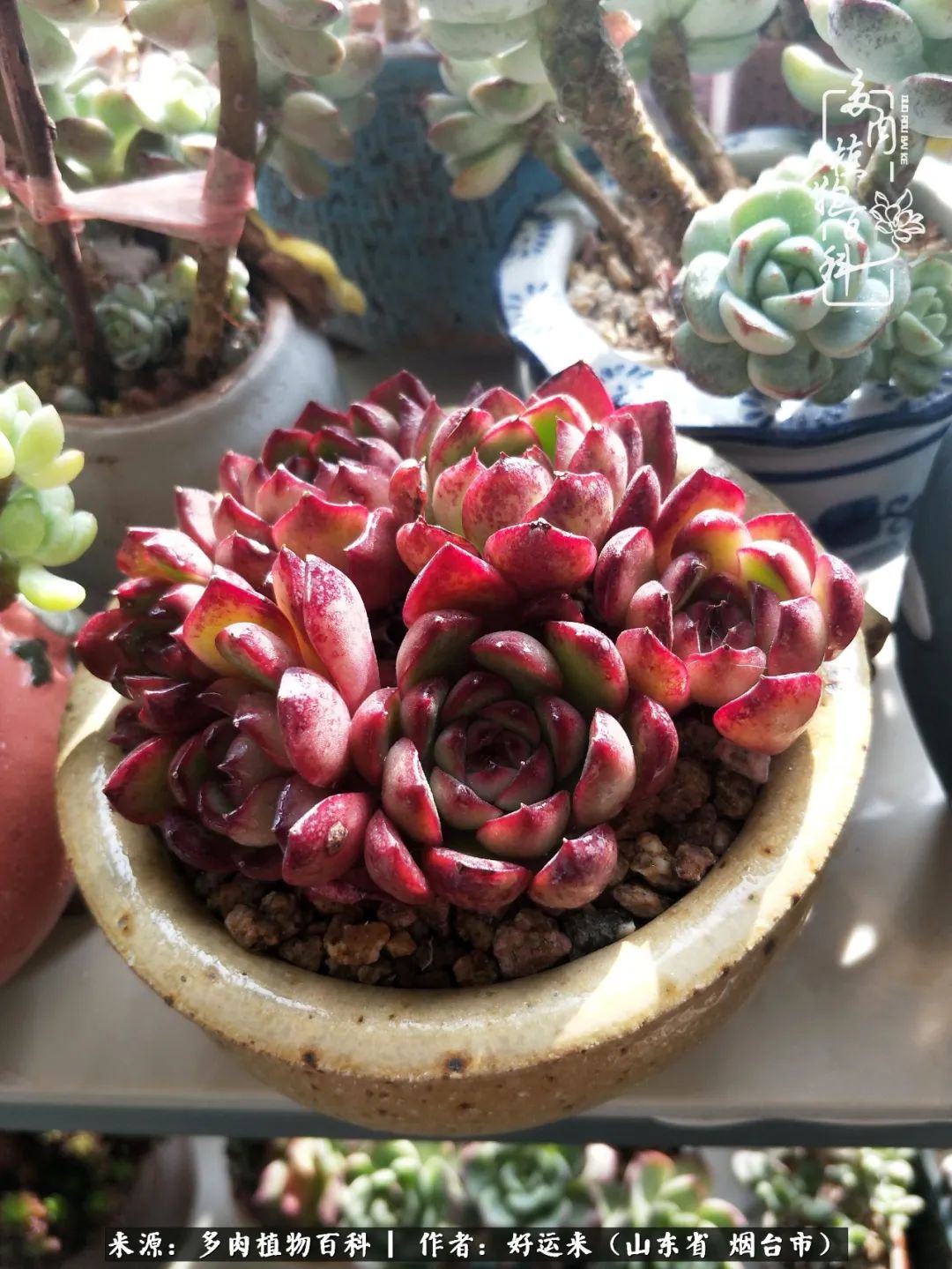 这世上怎么会有那么可爱的小可爱,这世上怎么有这么可爱的小生物