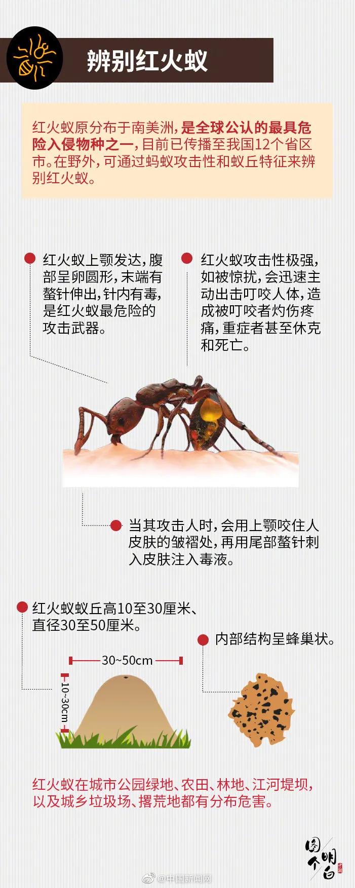 小心蚂蚁,小心红火蚁