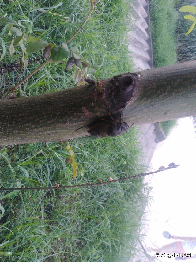 养蝉的乐趣,在家养蝉的一生全过程