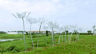 双流空港花田最新进展,双流空港花田开放了吗最新回复