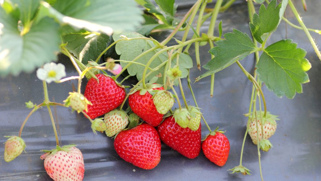 宁波适合种什么水果,宁波南洋水果