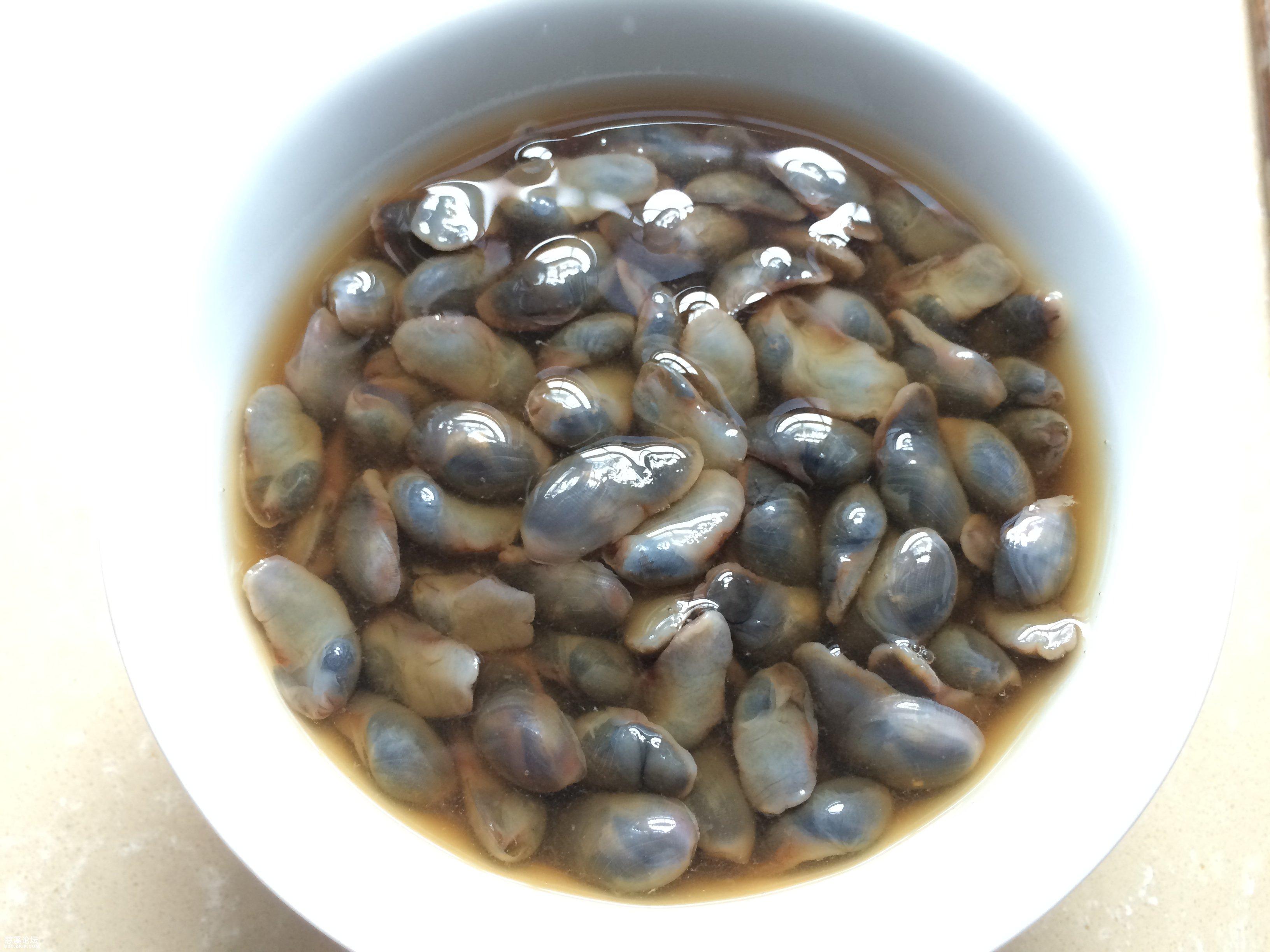 泥螺是什么样子,泥螺的介绍