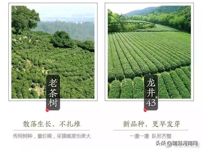 妙婵自叹,妙婵讲普通话