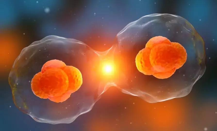 药流后怎么确认排卵期,怎么快速好孕