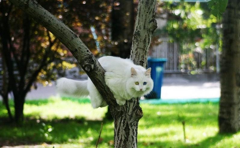 中华田园狮子猫多少钱一只,中华田园猫狮子猫蓝色眼睛