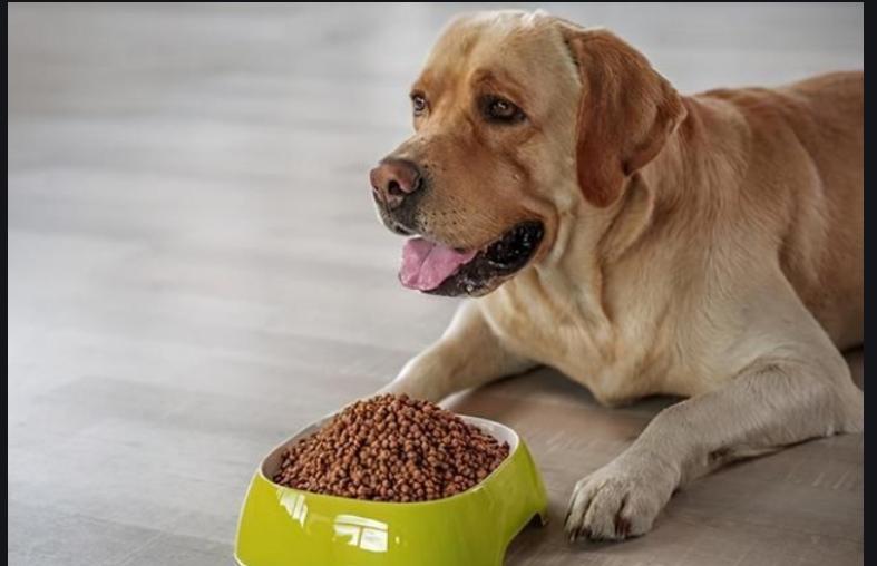 狗狗拉黄色稀屎怎么治疗,狗狗拉糊状屎怎么回事