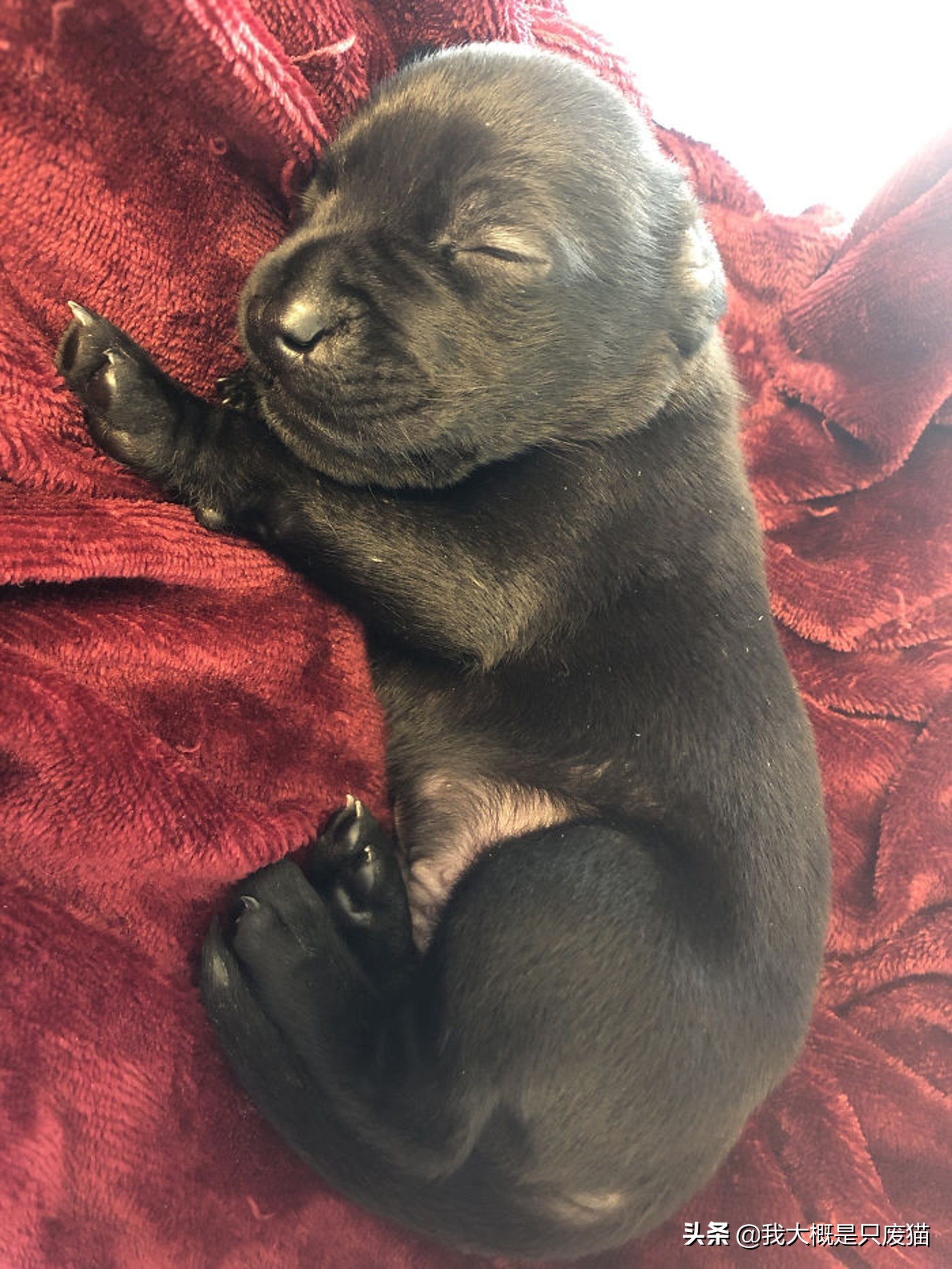 拉布拉多做手术图片,拉布拉多嘴巴手术