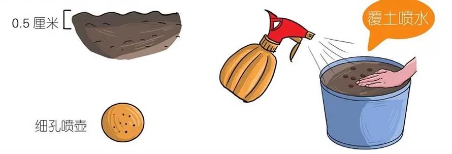 味似茴香的罗勒,叶翠、花艳、芳香四溢,实用派都盆栽在阳台上