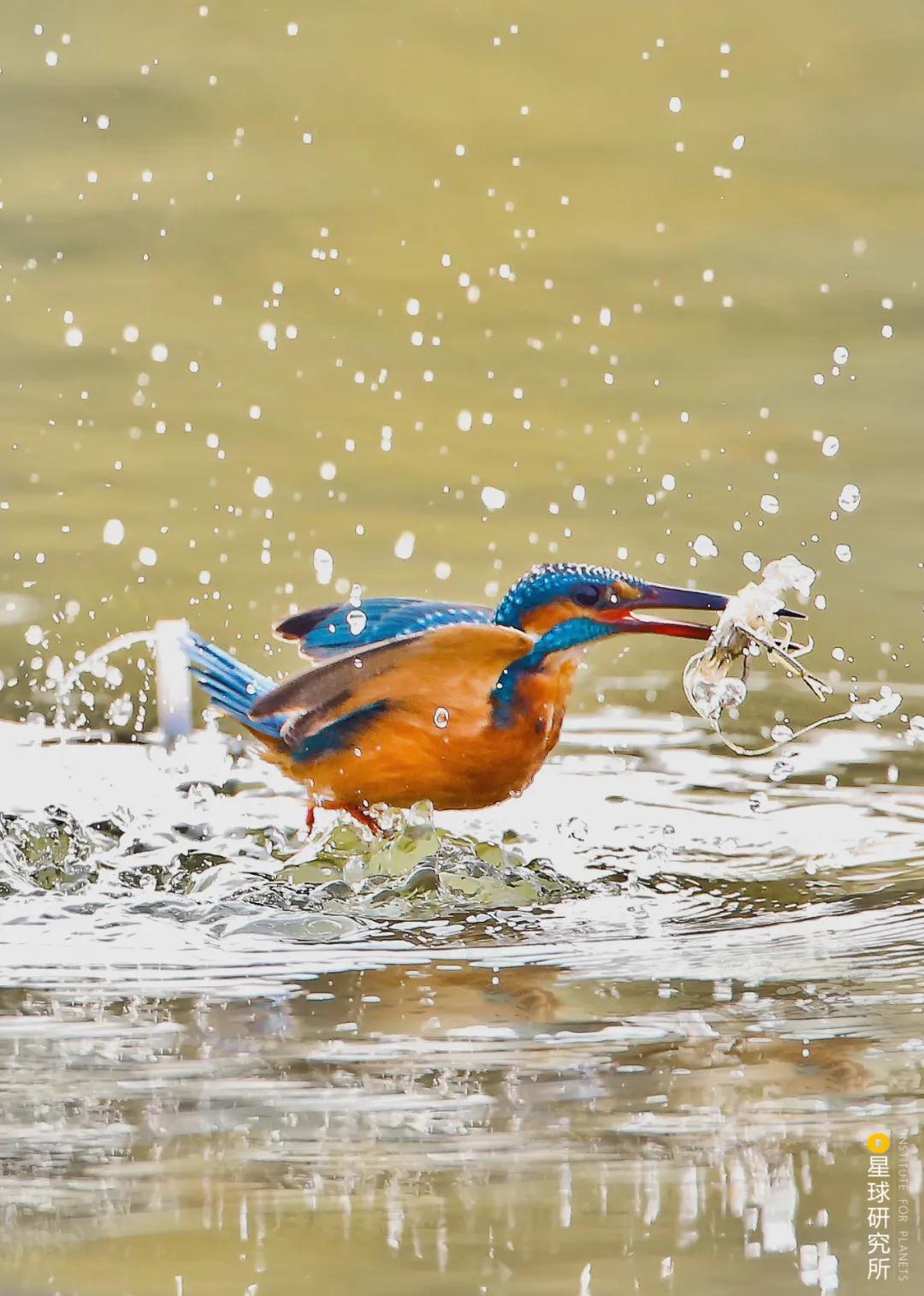 林草领域知识图谱,林草科普专业术语