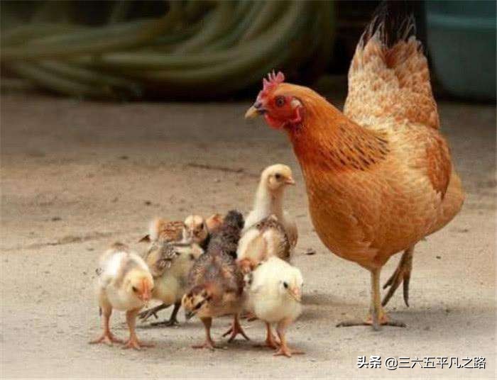 为什么说鸡是千日虫,鸡是千日虫