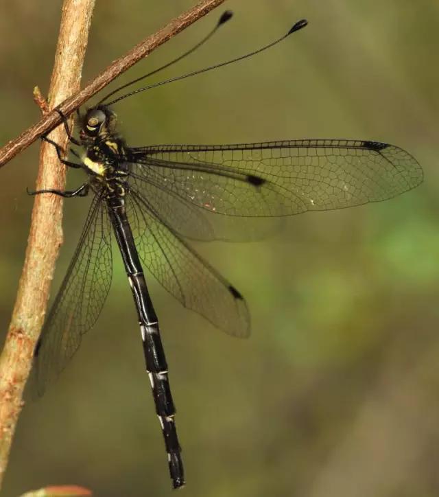 海南代表性动物,海南特有的珍稀动物