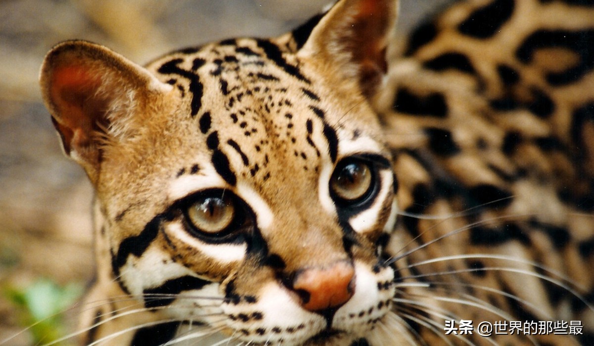 像虎一样的宠物,猫科猛兽动物